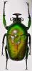 Dicronorhina johnstoni